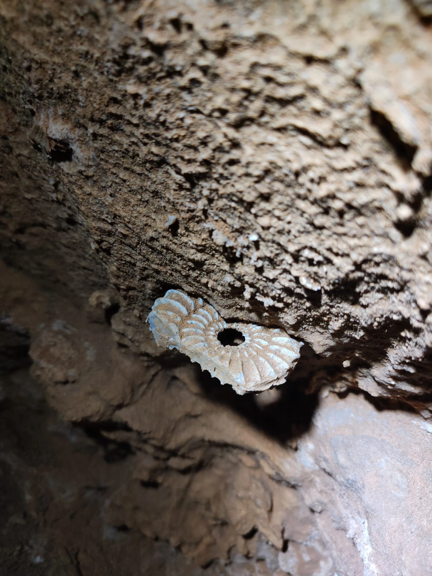 Ammonite nella parete della grotta