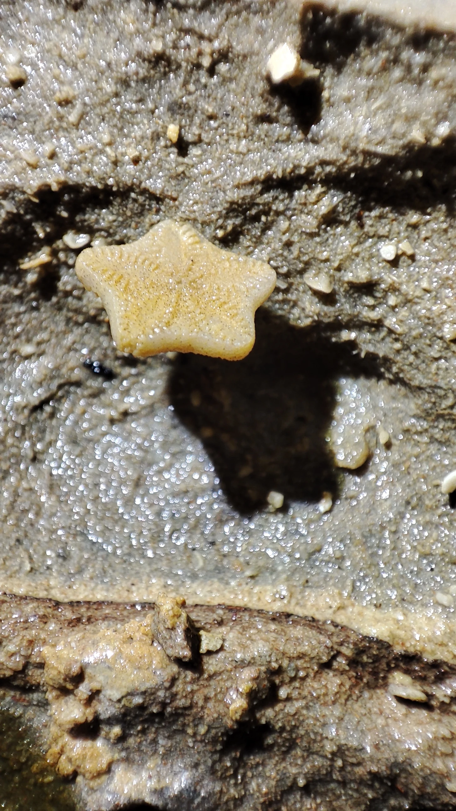 Dettaglio di un fossile nella grotta Via col Vento